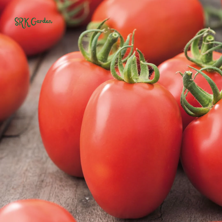 Roma VF Tomato Seeds | 50 Seeds