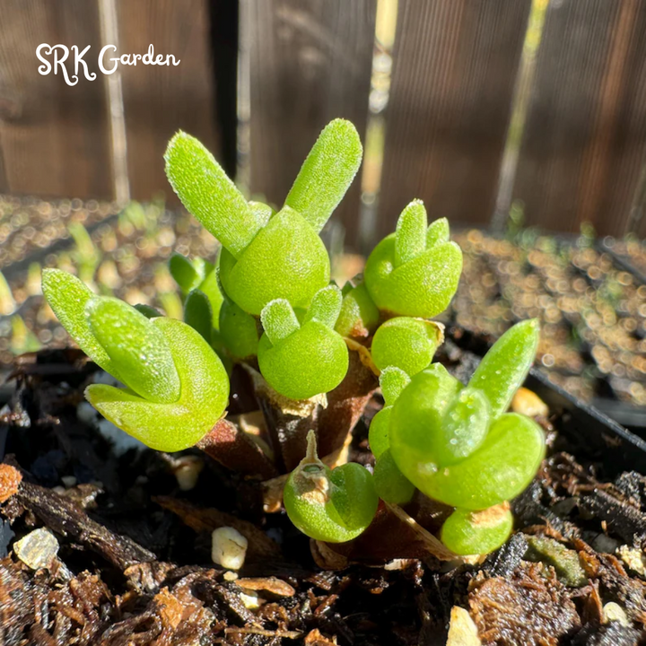 Monilaria moniliforme, Rabbit Succulents 20 seeds