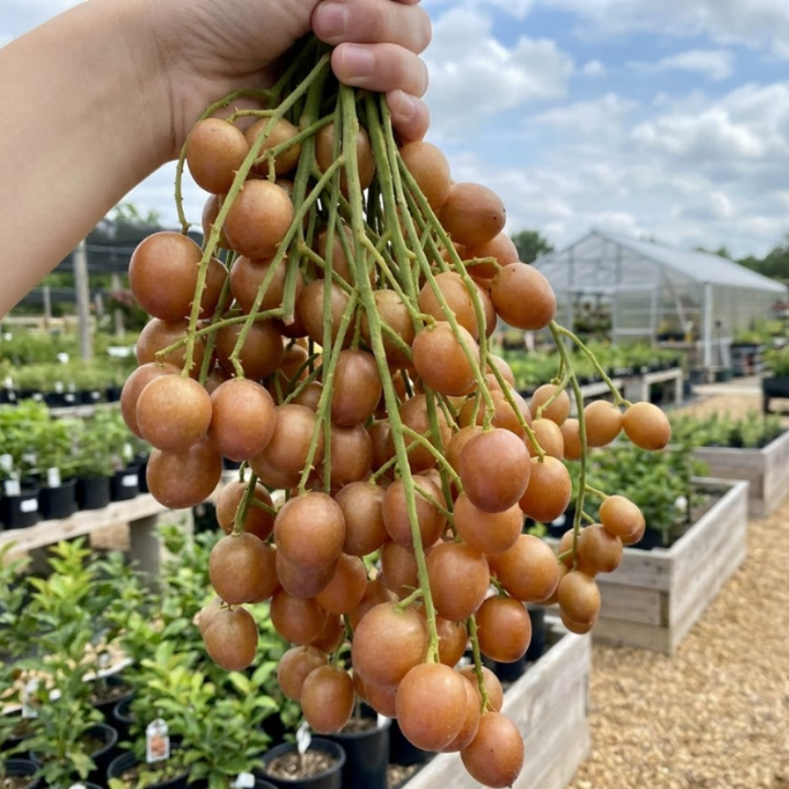 Wampee Fruit Tree Live Plant 2-3ft tall – Sweet Tropical Wampi (Clausena lansium) for Home Garden