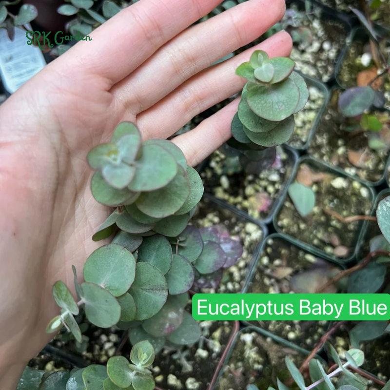 Parvifolia Eucalyptus, Live Evergreen Tree, Unique Plant, Baby Tree, Live Plant in 2.5'' pot