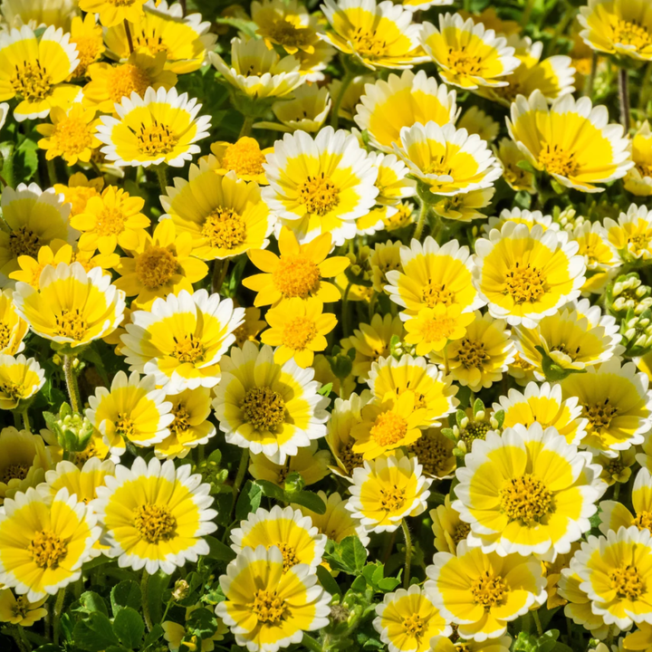 Tidy Tips Seeds | 150 Seeds