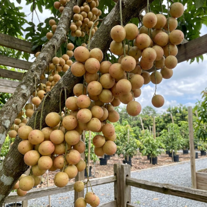 Rare Burmese Grape Seeds – Exotic Tropical Fruit Tree Seeds