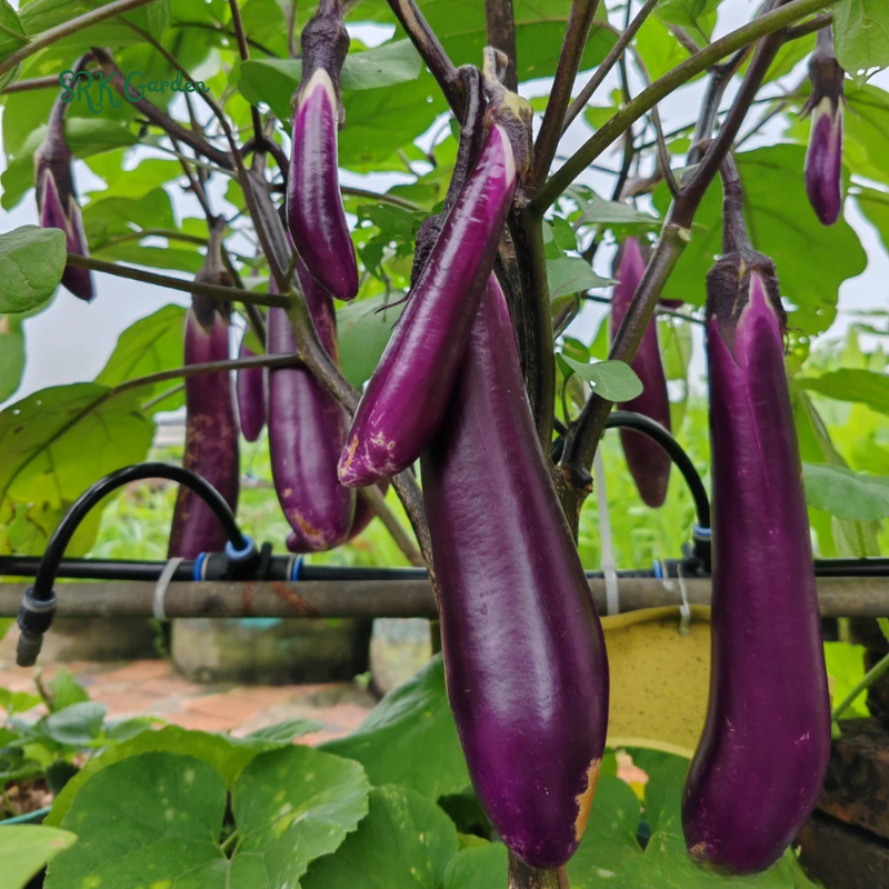 Eggplant Seeds - Purple Shine - Hybrid | 50 Seeds