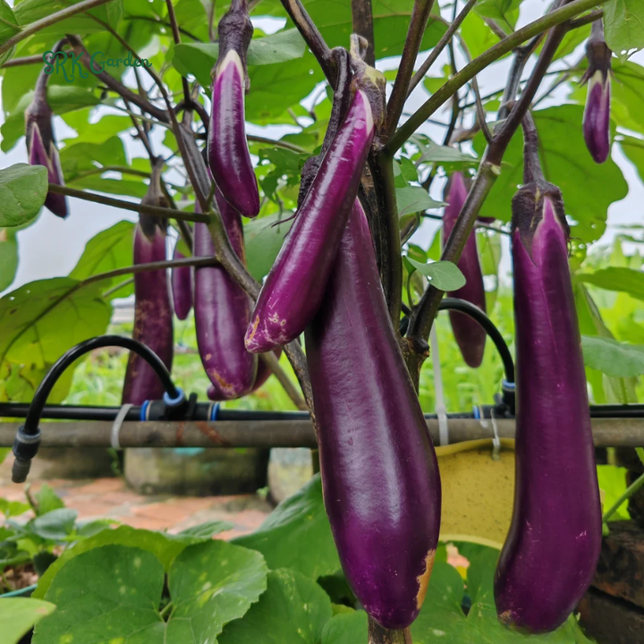 Eggplant Seeds - Purple Shine - Hybrid | 50 Seeds