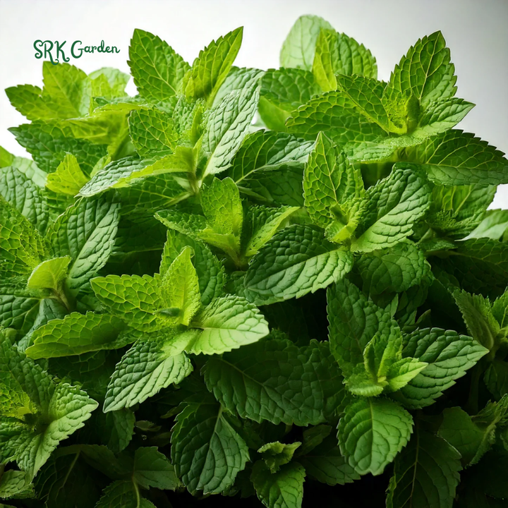 Organic Catnip Seeds | 300 Seeds