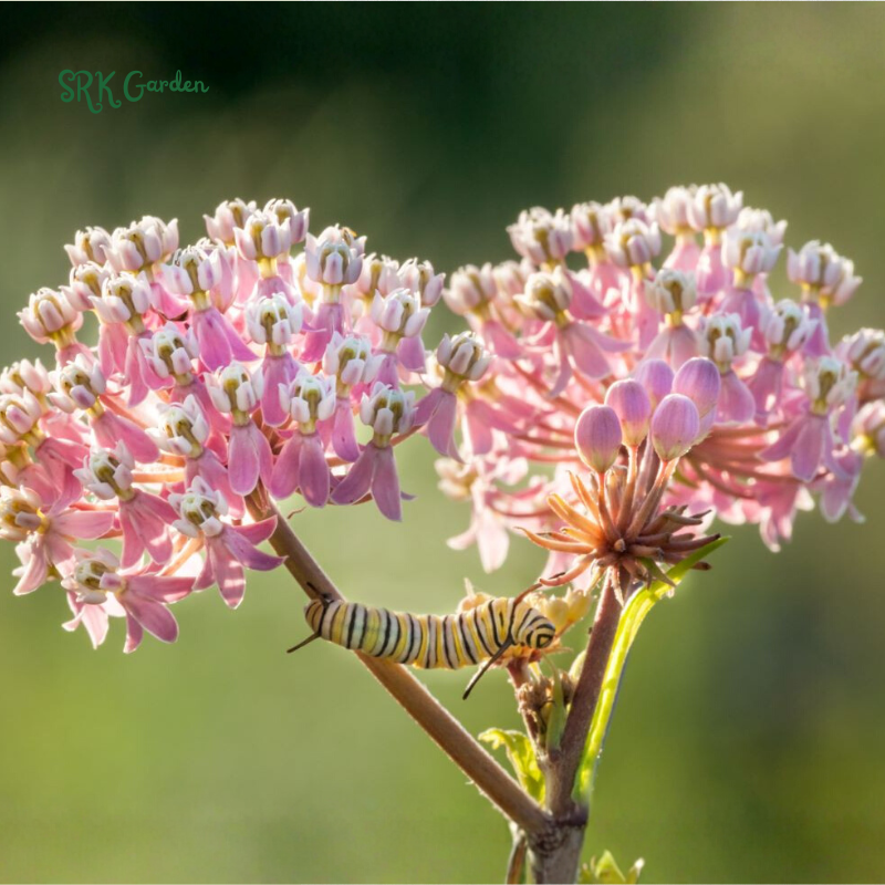 Prairie Milkweed Seeds | Pollinator Conservation Flower Seeds for Bees & Butterflies