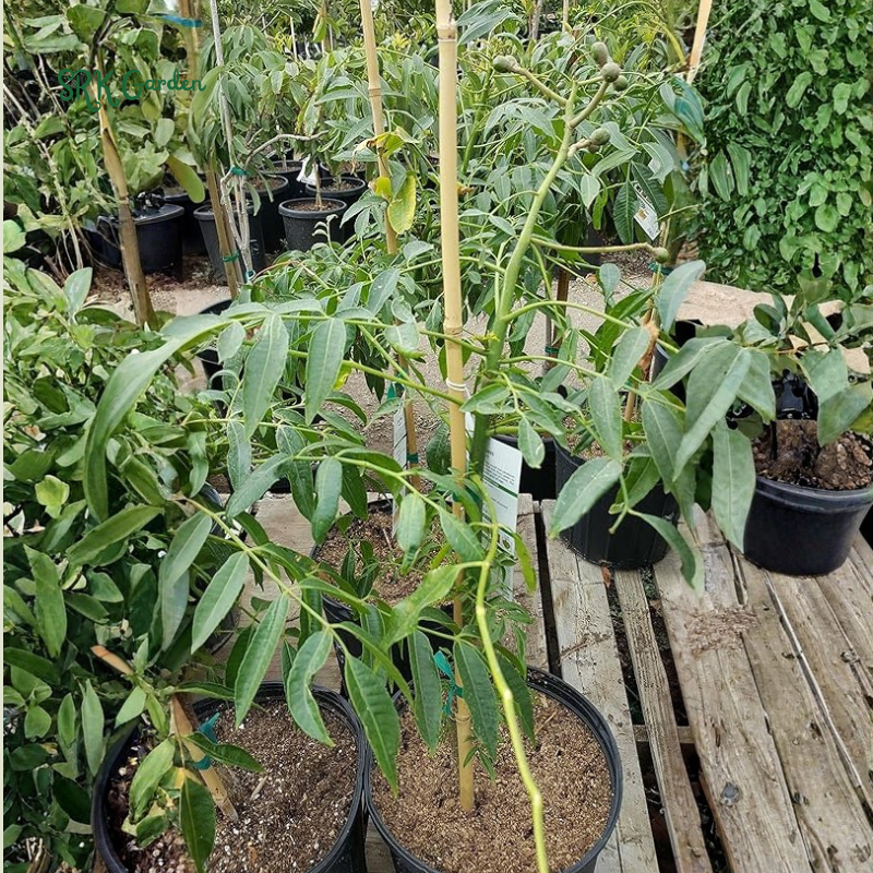 June Plum Tropial Fruit Trees - 1 - 2 Feet Tall