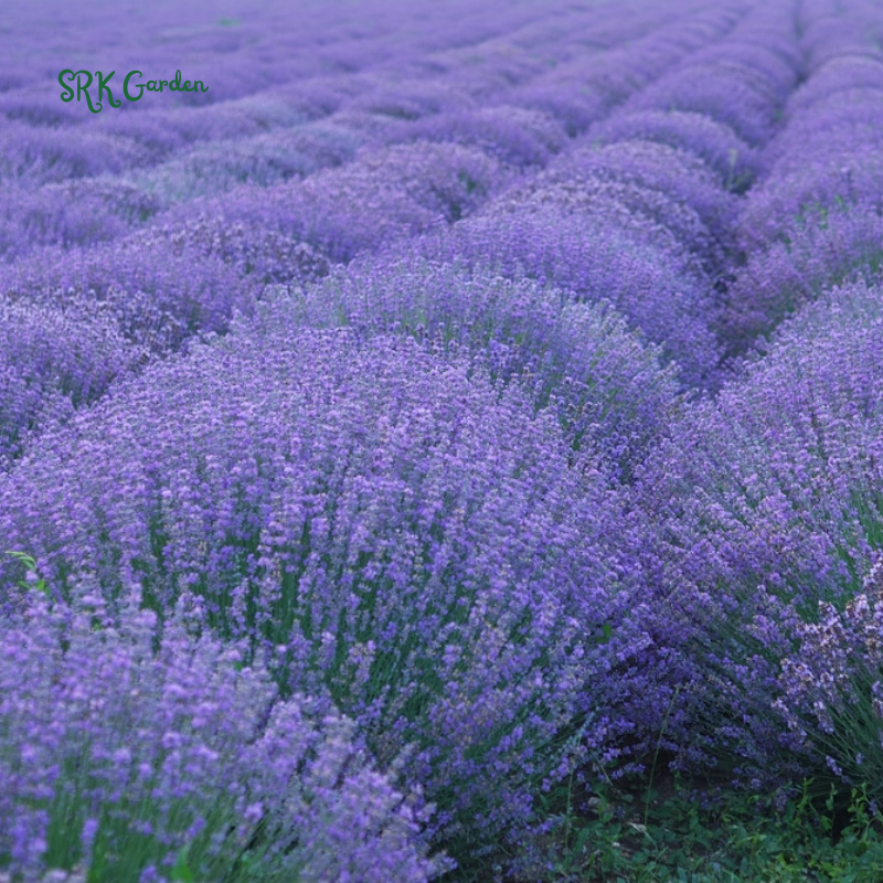 Lavender Seeds for Planting, Purple Perennial Heirloom Lavender Seeds Garden Indoor Outdoor and Home