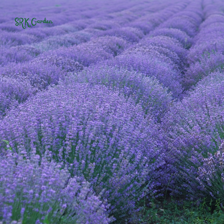 Lavender Seeds for Planting, Purple Perennial Heirloom Lavender Seeds Garden Indoor Outdoor and Home