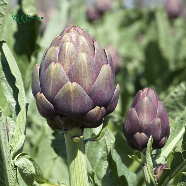 Purple Romagna Artichoke Seeds | 25 Seeds