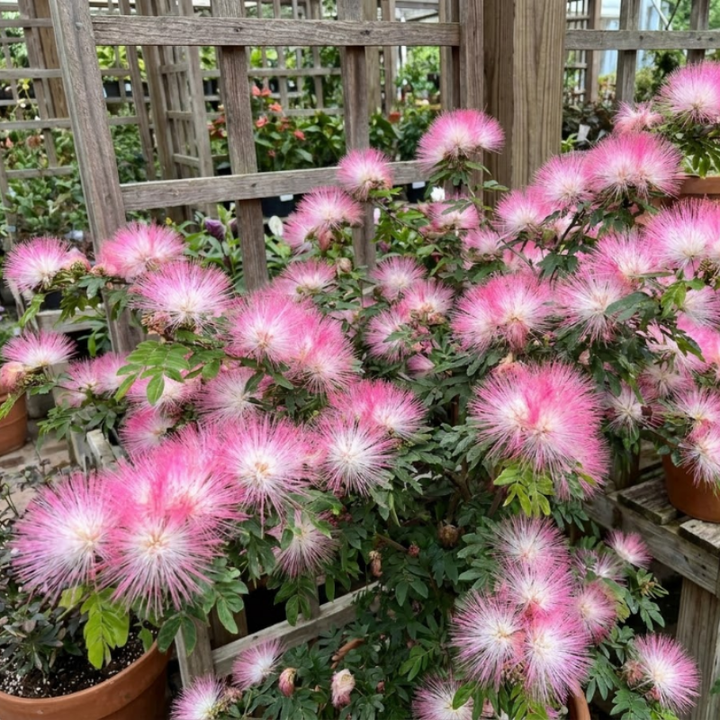 Pink Mimosa Tree Live Plant – Persian Silk Tree (Albizia julibrissin), 2-Inch Pot
