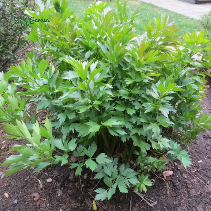 Lovage Seeds | 50 Seeds