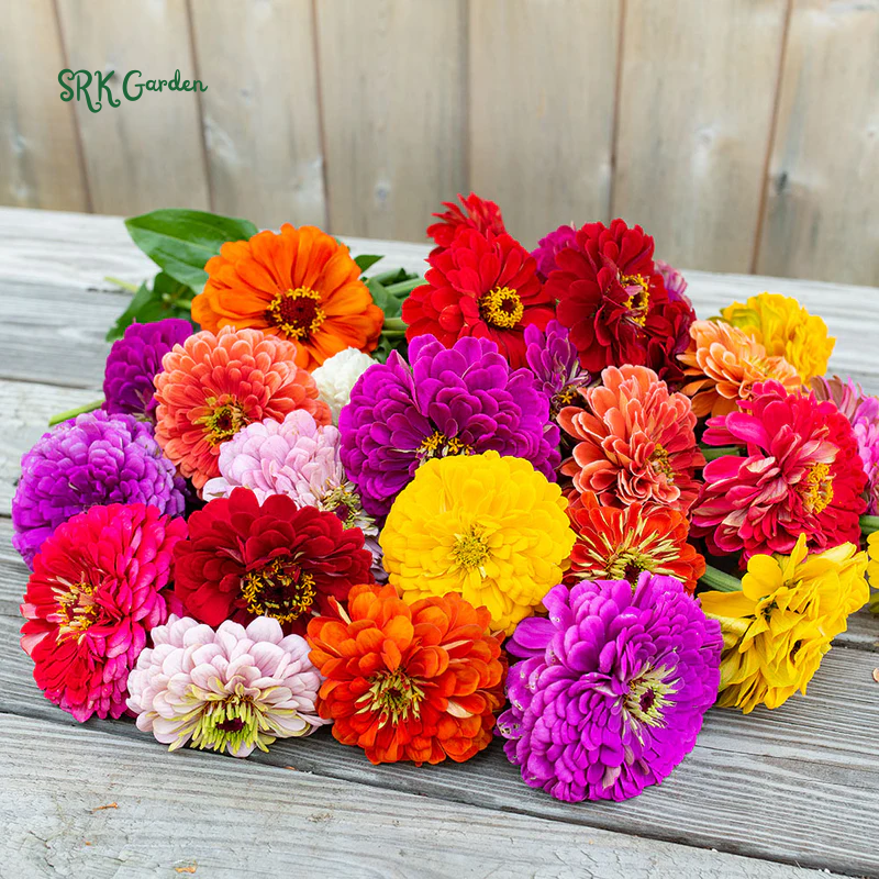 Zinnia Seeds - California Giant Mix - Mixed Colors and Large Blooms