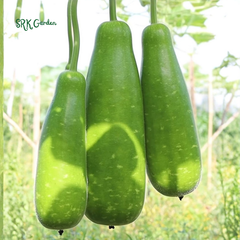 Calabash Bottle Gourd Seeds Chinese Pugua Nam Tao Yao Lauki Opo Vegetable | 15 Seeds