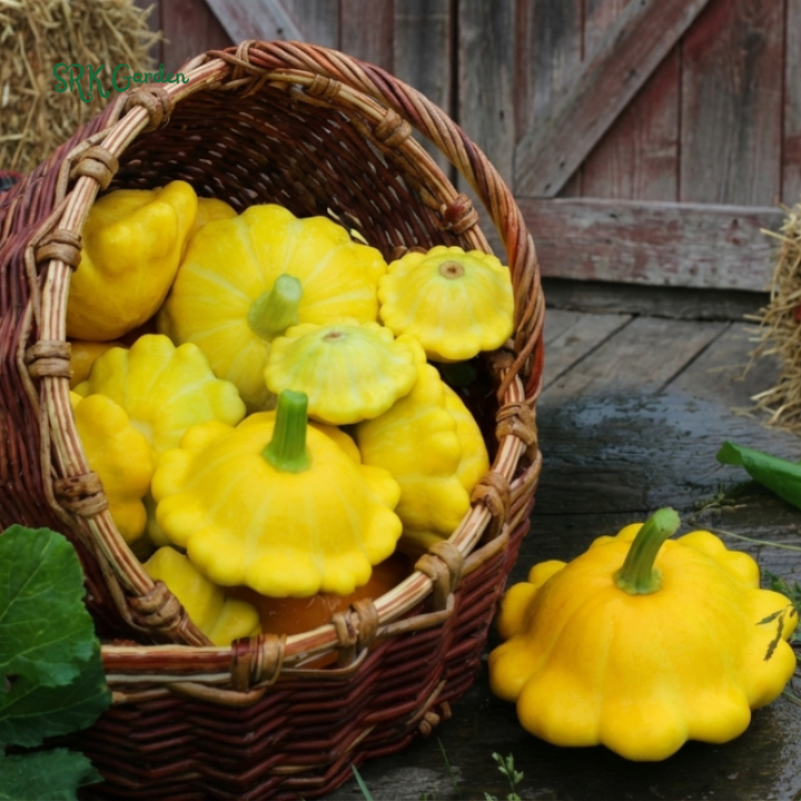 20+ Organic Yellow Bush Scallop Summer Squash Seeds