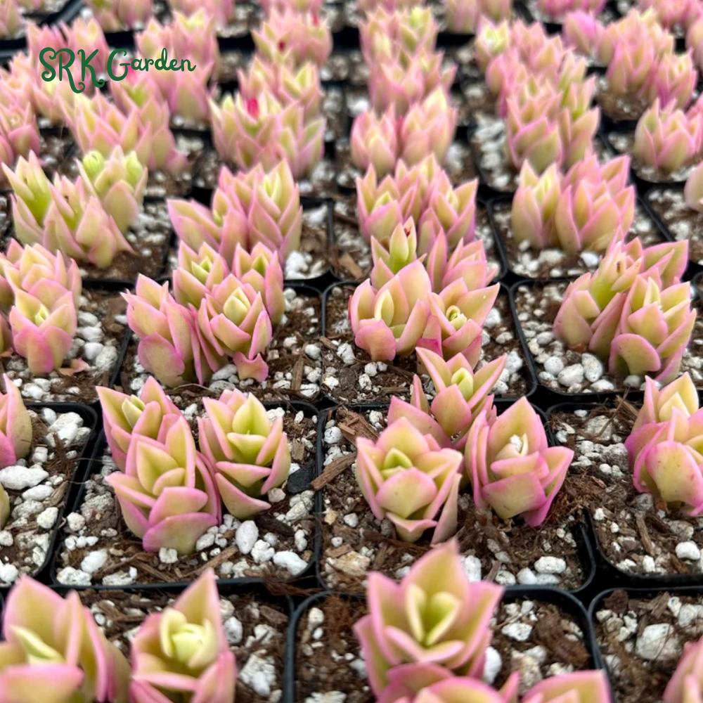 Variegated Baby Sun Rose, Ice Plant, Pink Succulent, Rare Plant in 2", 4" Pot