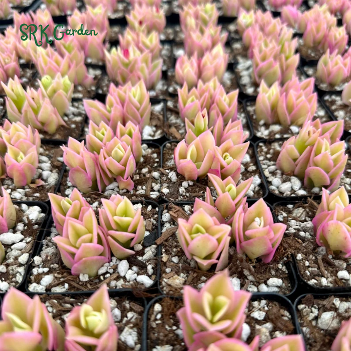 Variegated Baby Sun Rose, Ice Plant, Pink Succulent, Rare Plant in 2", 4" Pot