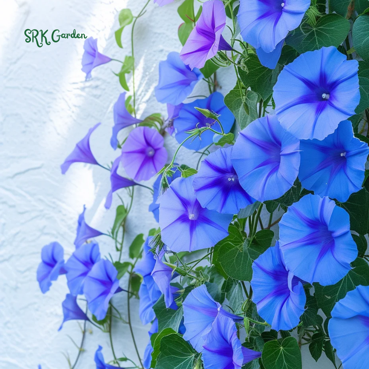 Heavenly Blue Morning Glory Seeds | 50 Seeds