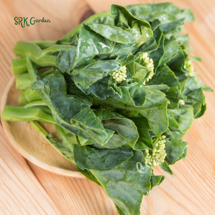Chinese Broccoli - Kailaan | 100 Seeds