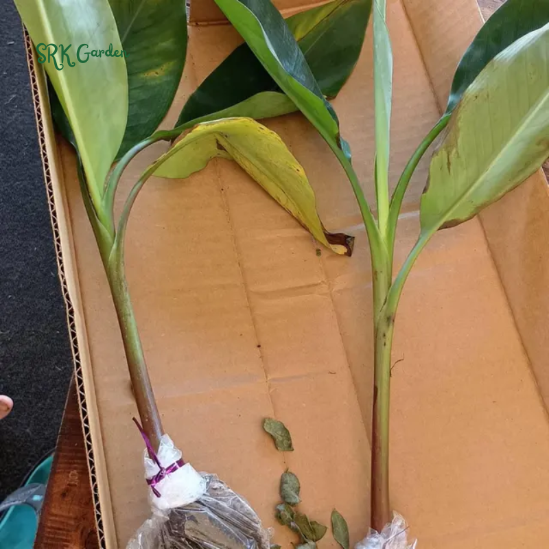 Red Banana Plant Live for Planting, Cold Hardy, 4-7" in Tall, No Pot, Musa Plant