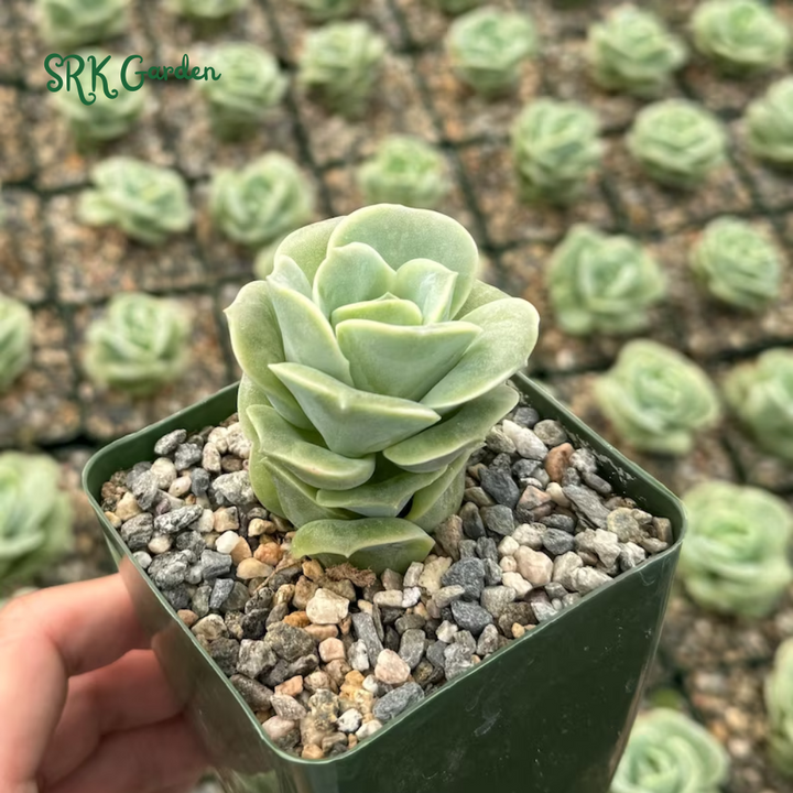 Graptoveria Lovely Rose, Green Rose, Live Plants Plant in 3" pot
