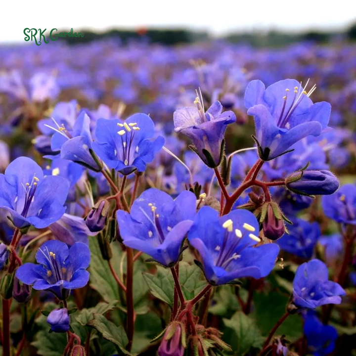 California Bluebell Seeds | 500 Seeds