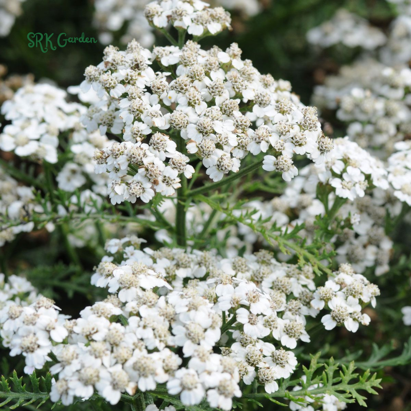 White Yarrow Seeds | 500 Seeds