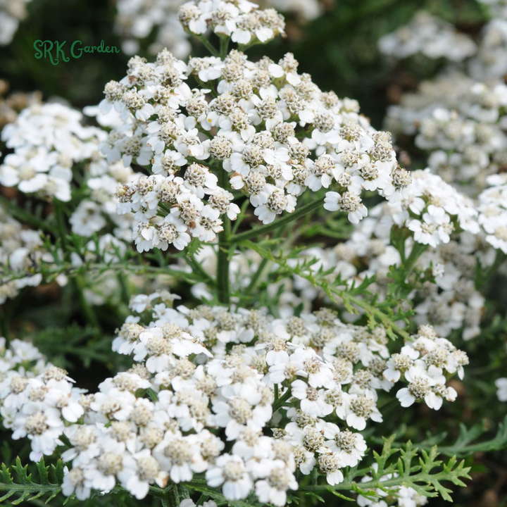 White Yarrow Seeds | 500 Seeds