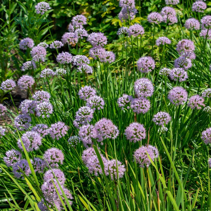 Prairie Onion Seeds | 100 Seeds