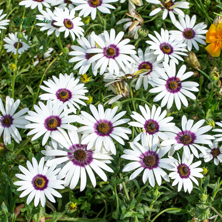 White Cape Daisy Seeds | 60 Seeds
