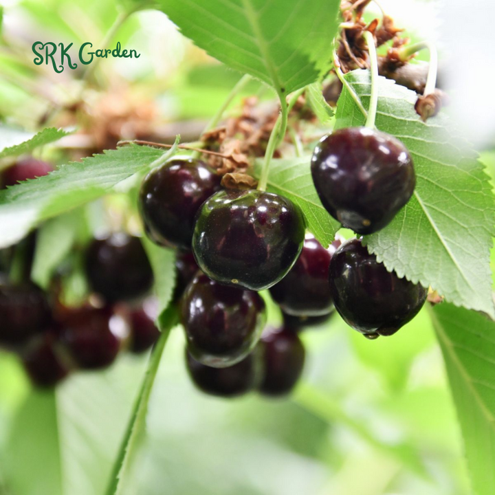 Black Cherry Fruit Tree Live Plant Seedling