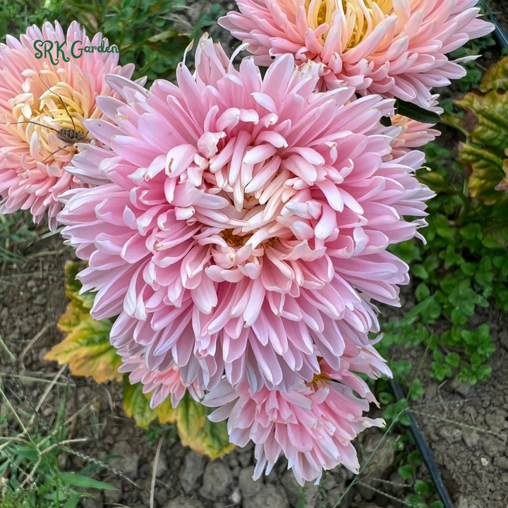 Tower Chamois Untreated Aster Seeds | 50 Seeds