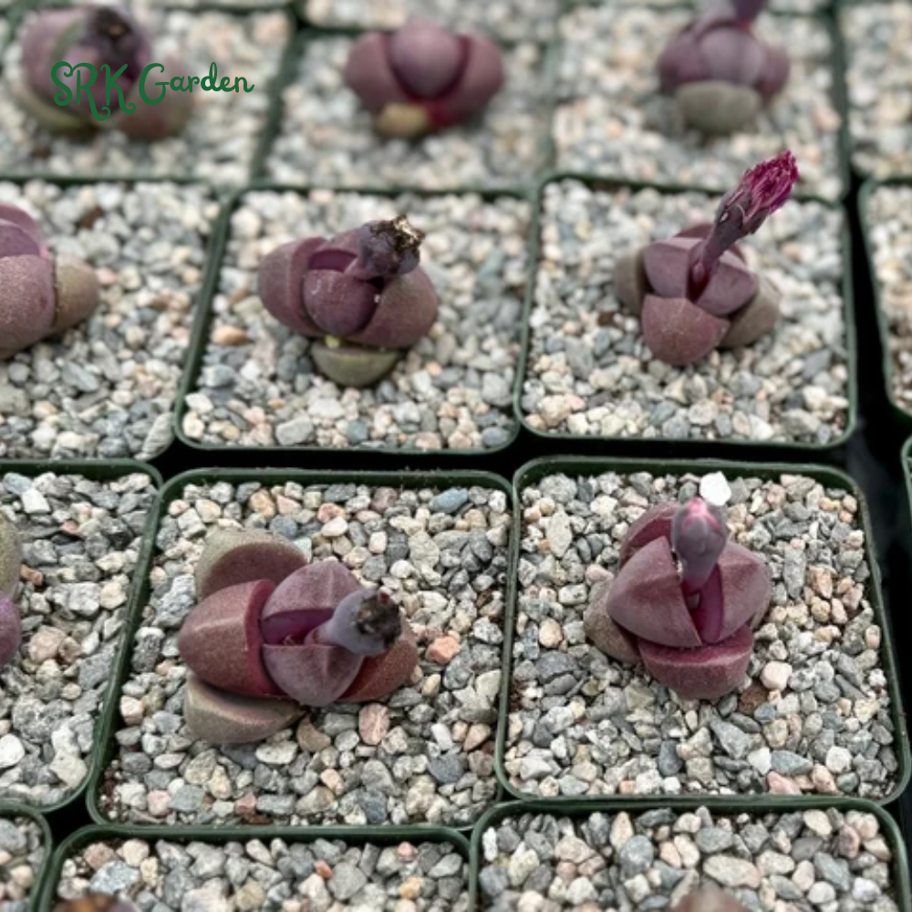 Pleiospilos Royal Flush, Live plants in 3" pots