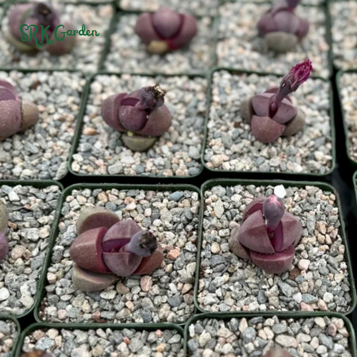 Pleiospilos Royal Flush, Live plants in 3" pots