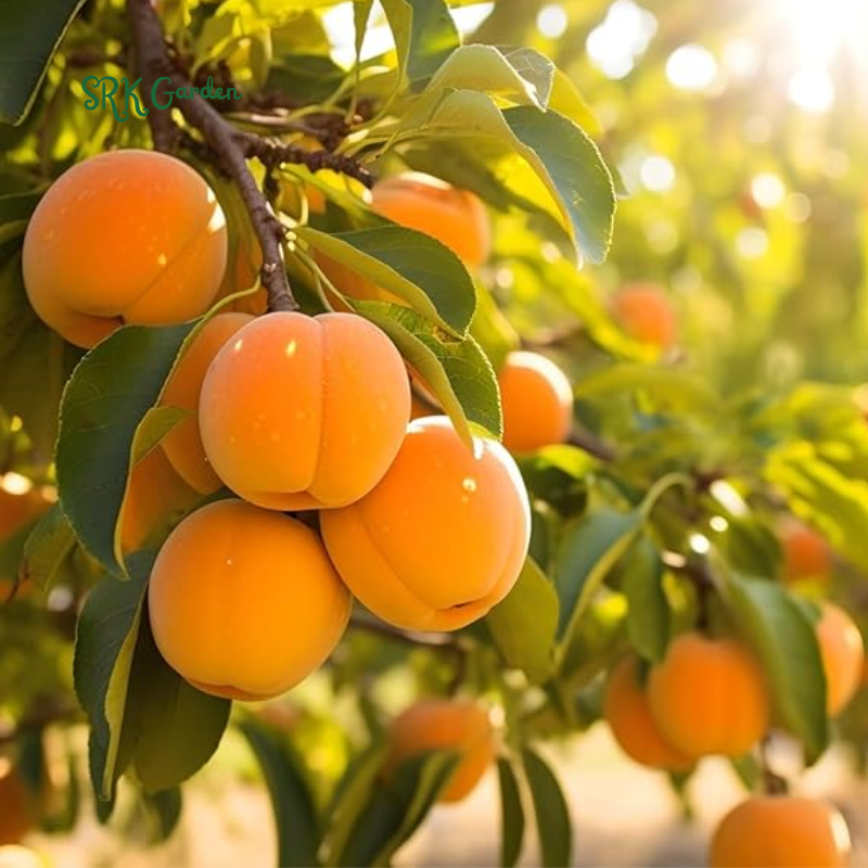 Apricot Tree Seedling for Growing