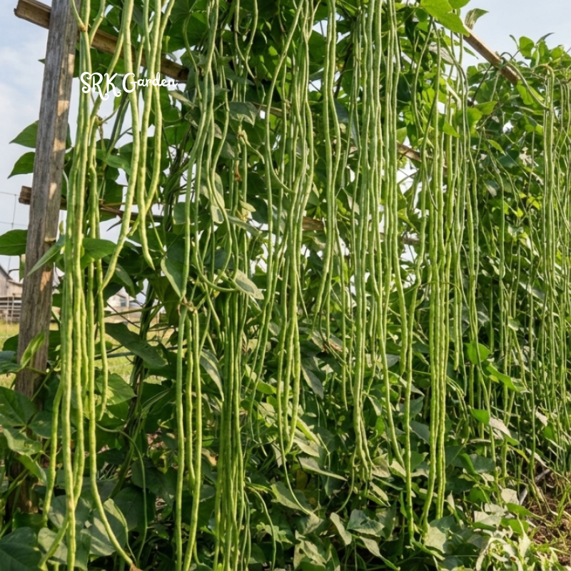 15+ Yard Long Bean Seeds, Chinese Long Bean Seeds, Asian Vegetable Seeds, Long Bean Seeds for Planting, Heirloom Garden Beans
