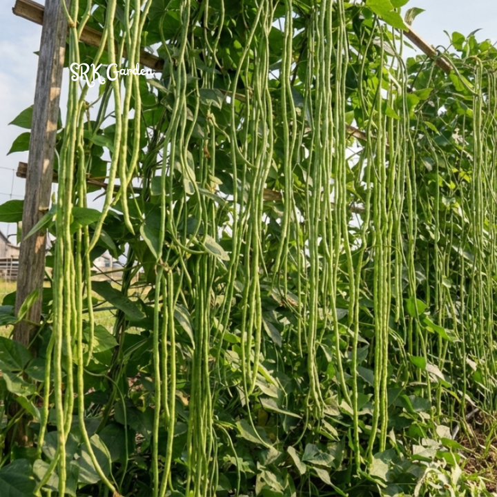 15+ Yard Long Bean Seeds, Chinese Long Bean Seeds, Asian Vegetable Seeds, Long Bean Seeds for Planting, Heirloom Garden Beans