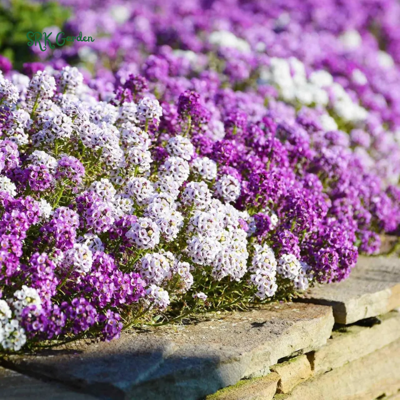 Alyssum Seeds - Violet Queen 100 seeds