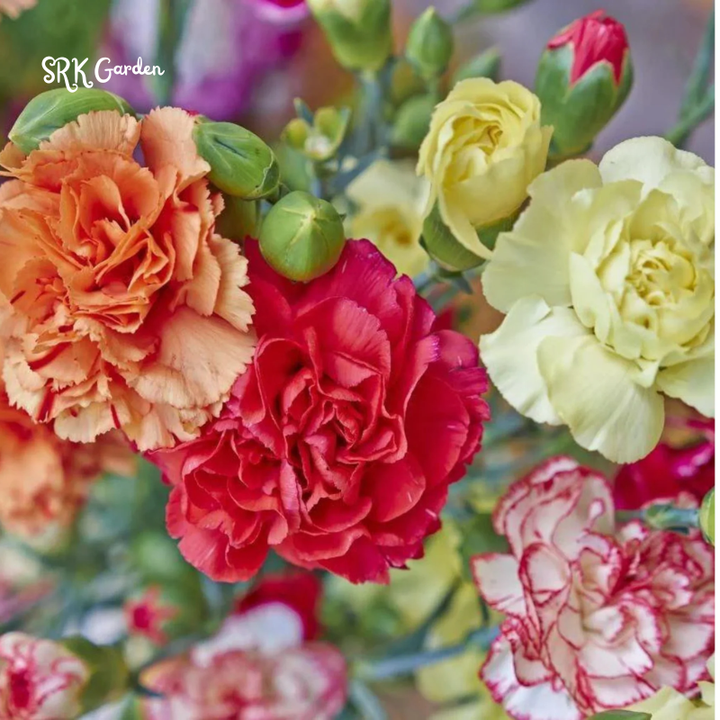 Chabaud Clove Carnation Seed | 100 seeds