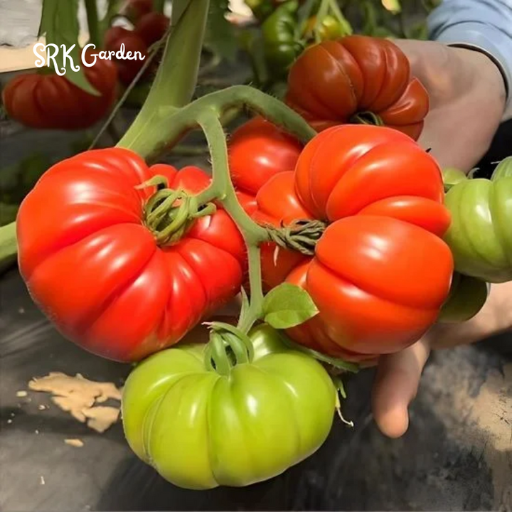 300 Tomato Beefsteak Seeds - Organic, Non GMO - Grow Indoors, Outdoors