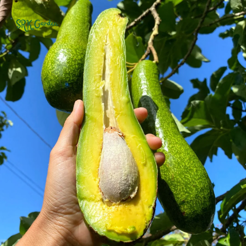 Long Neck Avocado Avocado Tree - Live Big Fruit Tree 12"-24" Tropical Plant