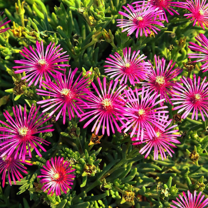 Ice Plant Seed | 200 Seeds