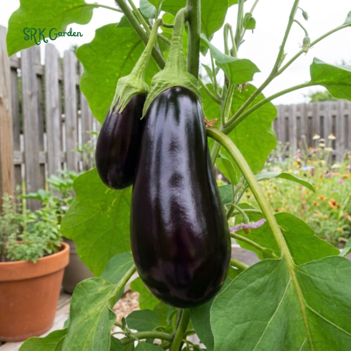 50+ Black Beauty Eggplant Seeds