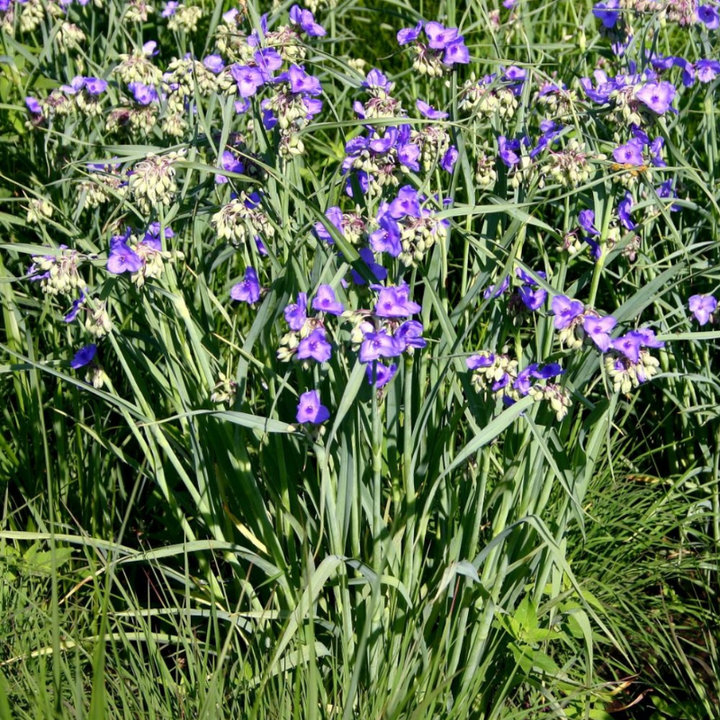 Ohio Spiderwort Seeds Tradescantia Ohiensis | 100 Seeds