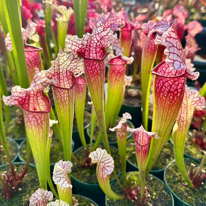 Purple Pitcher Plant | 30 Seeds