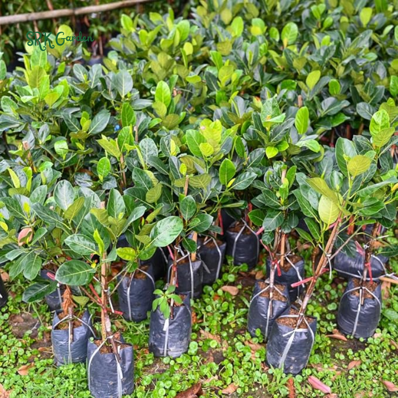 Live Jackfruit Tree Plant High Yield, 8-14" Tall, Sweet Tropical Fruit | 1 Year Old Potted