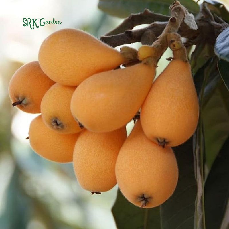 Loquat Live Plants Starter Plant Plug 4-7 Inches Tall Easy-to-Grow - Sweet and High Yeild
