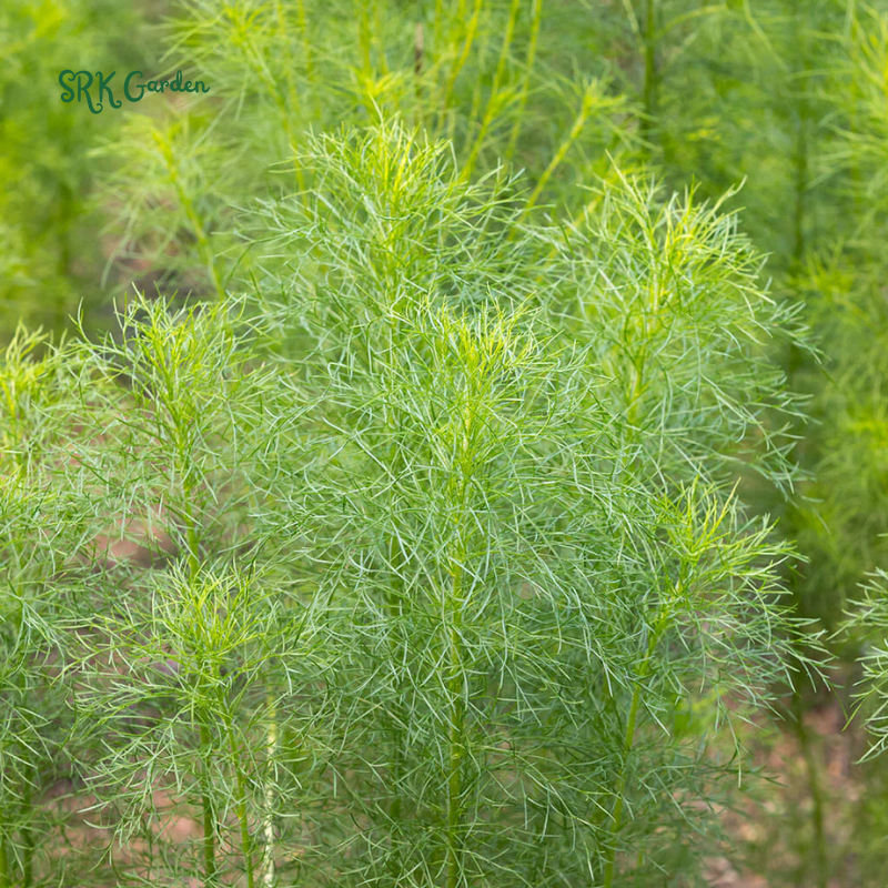 Cumin Seeds | 150 Seeds