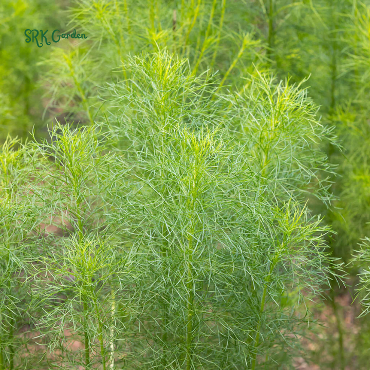 Cumin Seeds | 150 Seeds