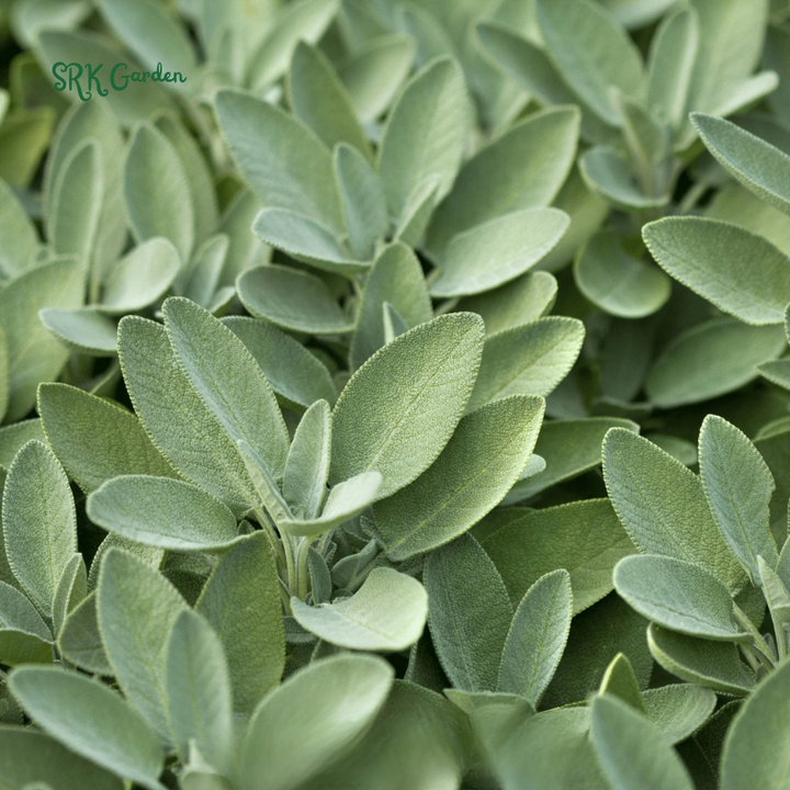 Organic Broadleaf Sage Seeds |50 Seeds